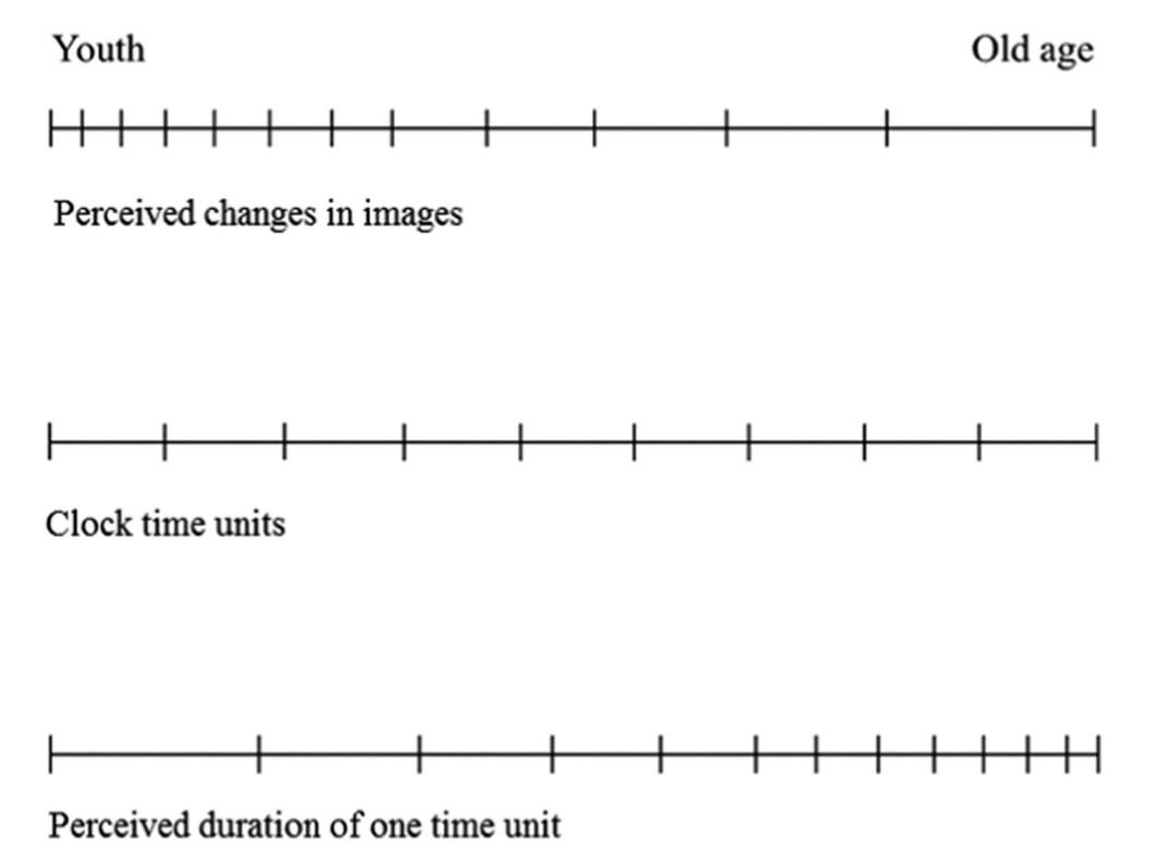 Diagram of perceived time across a lifetime from Adrian Bejan